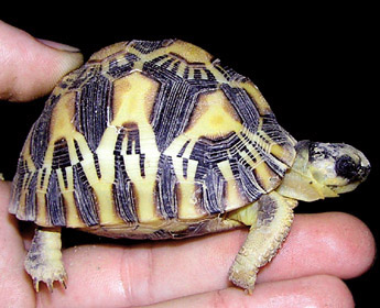 tortoise