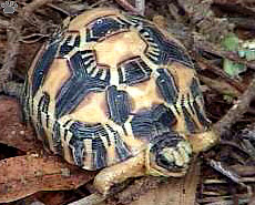 tortoise