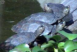 turtles