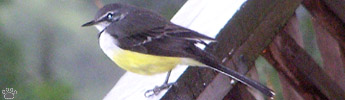 bird