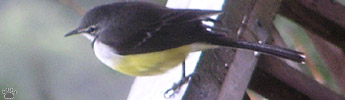 bird