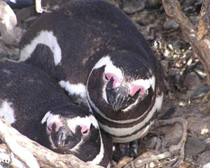 penguins