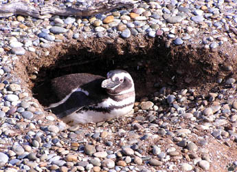 penguins