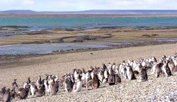 penguins