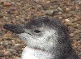 penguins