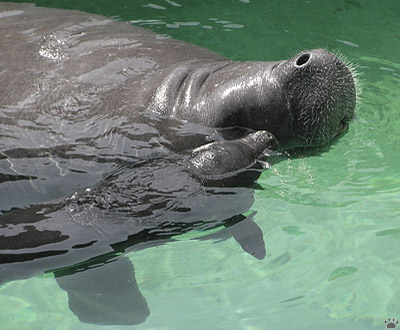 manatee