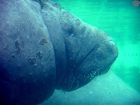 manatee