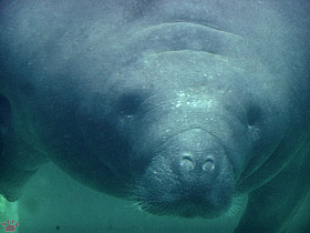 manatee