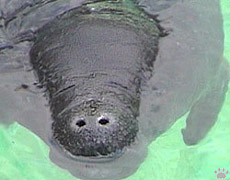 manatee