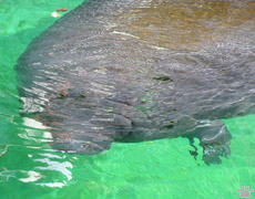 manatee