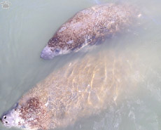 manatee