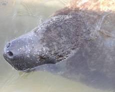 manatee