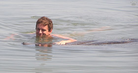 manatee