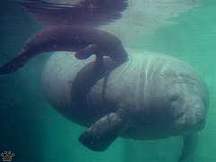 manatee