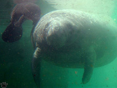 manatee