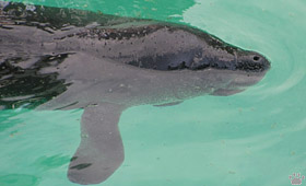 manatee