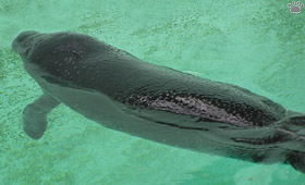 manatee