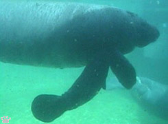 manatee