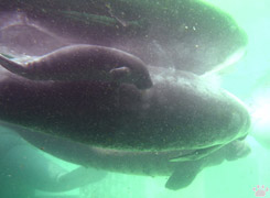 manatee