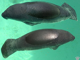 manatee