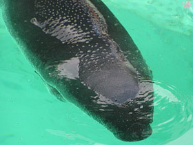 manatee