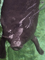 manatee