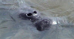 manatee