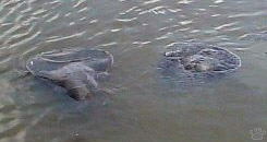 manatee