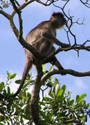 monkey