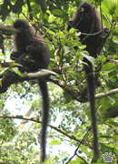 monkey