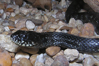 snake