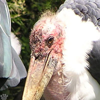 stork