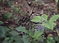 margay