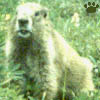 marmot