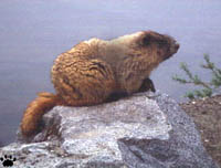 marmot