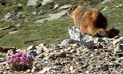 marmot