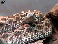 snake