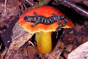 gecko