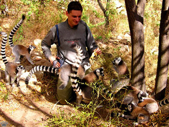 lemurs