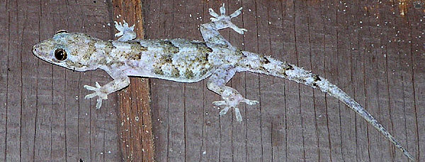 lizard