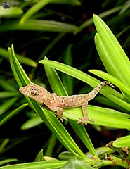 lizard
