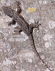 lizard