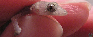 lizard