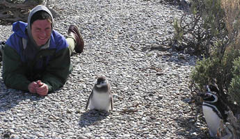 penguins