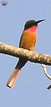 bird