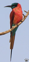 bird