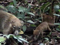 coati