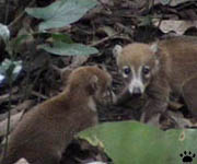 coati