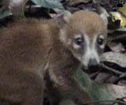 coati