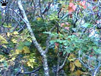 leaves